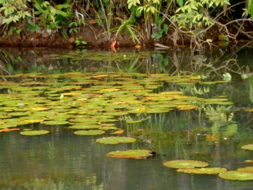 Lago Sandavol (Reserva Nacional Tambopata), Amazon, Peru.